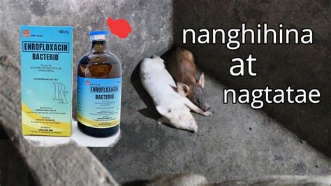 gamot sa nagtataeng baboy|Paano Gamutin ang Pagtatae ng Mga Baboy .